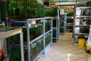 Zierfisch-Center Scalar