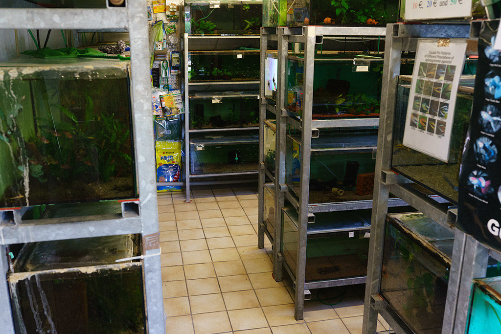 Zierfisch-Center Scalar