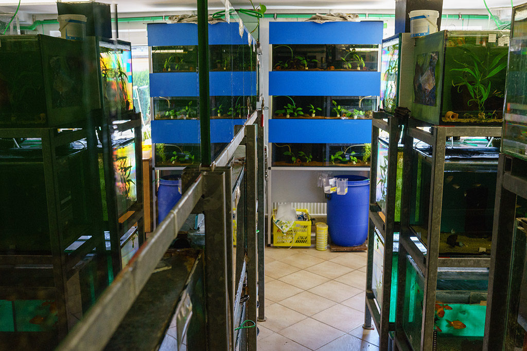 Zierfisch-Center Scalar