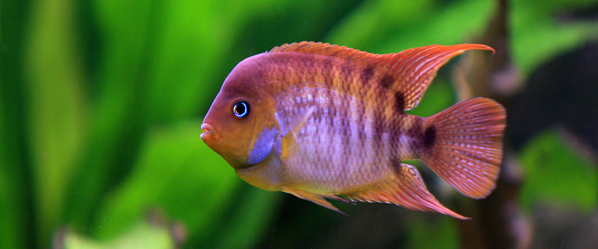 ZierfischCenter Scalar Wartung und Pflege von Aquarien